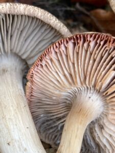 Rózsáslemezű pereszke - Tricholoma orirubens