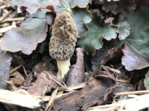 Fakéreg kucsmagomba - Morchella importuna