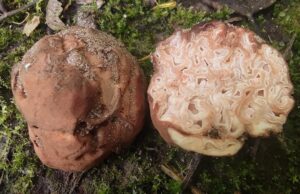 vörös gödröstrifla - Hydnotrya tulasnei
