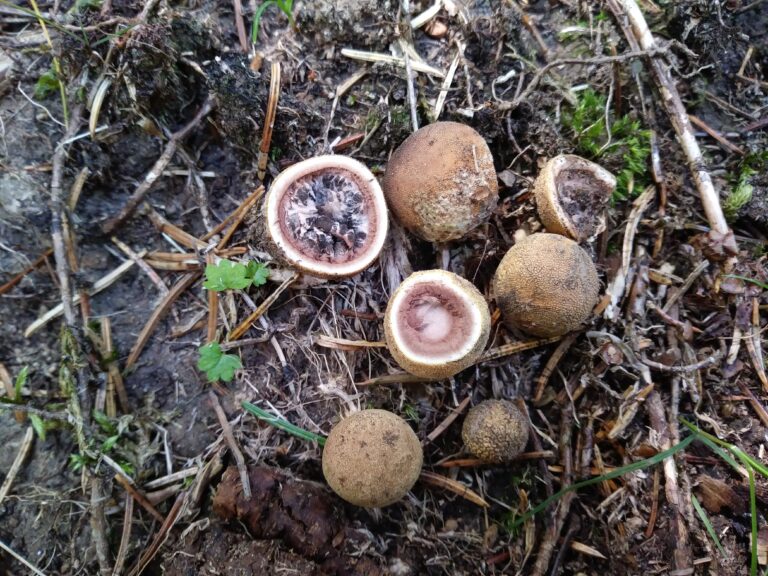Elaphomyces granulatus - közönséges álszarvasgomba