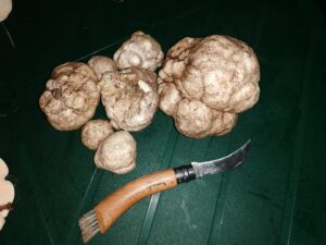Homoki szarvasgomba - Mattirolomyces terfezioides