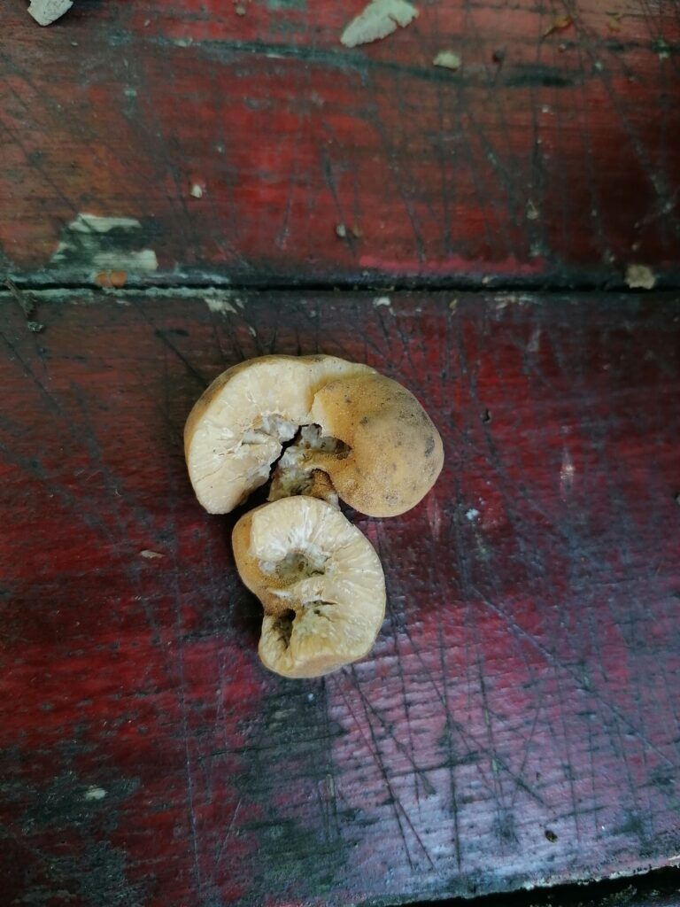 Tuber excavatum - üreges szarvasgomba