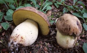 Ragyás tinóru - Hemileccinum depilatum