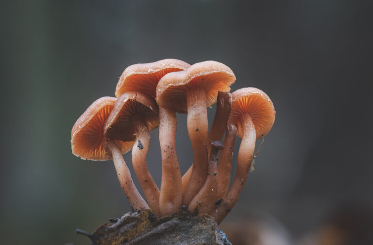 Gyakori szemétgomba - Tubaria furfuracea