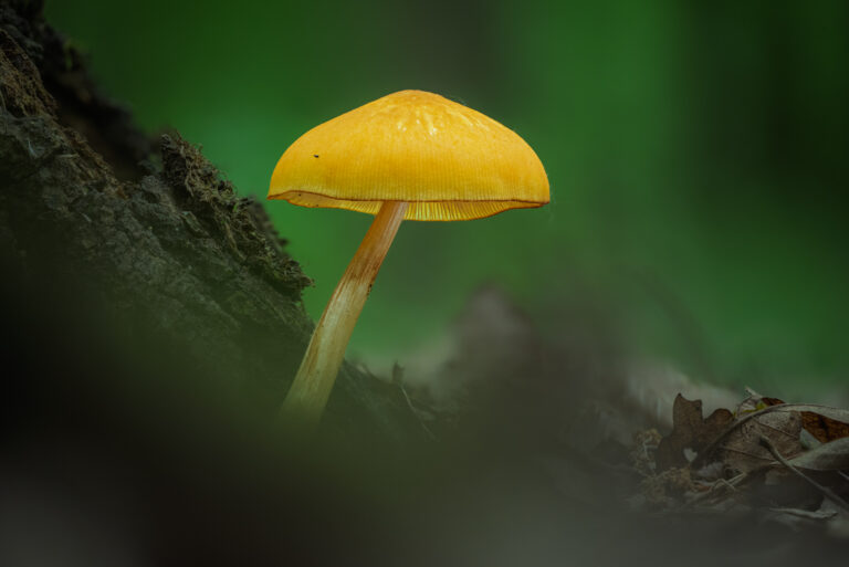 Sárga csengettyűgomba - Pluteus leoninus