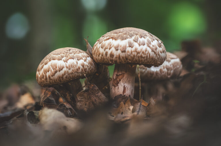 Csoportos csiperke - Agaricus bohusii