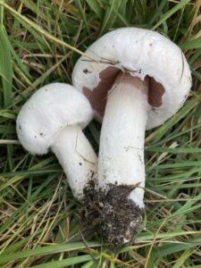 Pelyhestönkű csiperke - Agaricus moellerianus