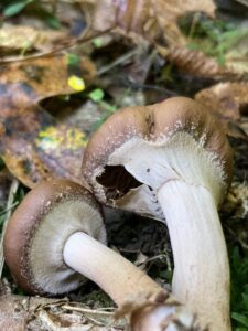 Sötét rétgomba - Cyclocybe erebia