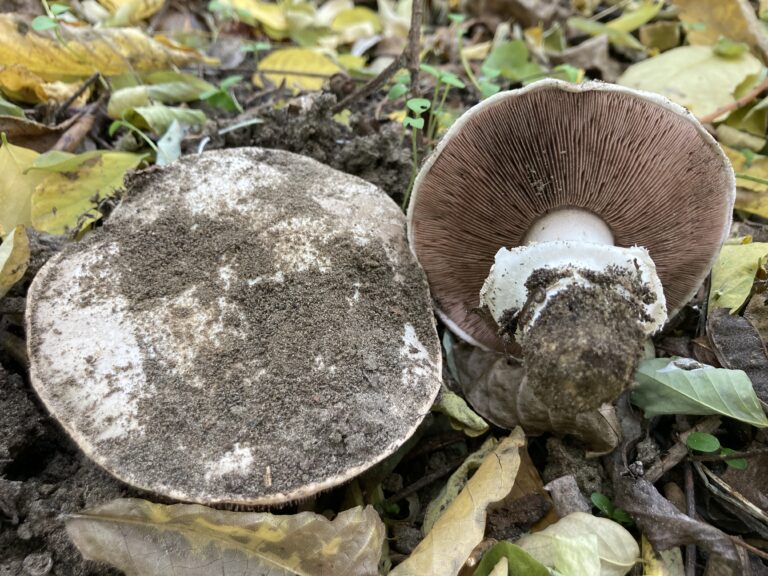Ízletes csiperke - Agaricus bitorquis