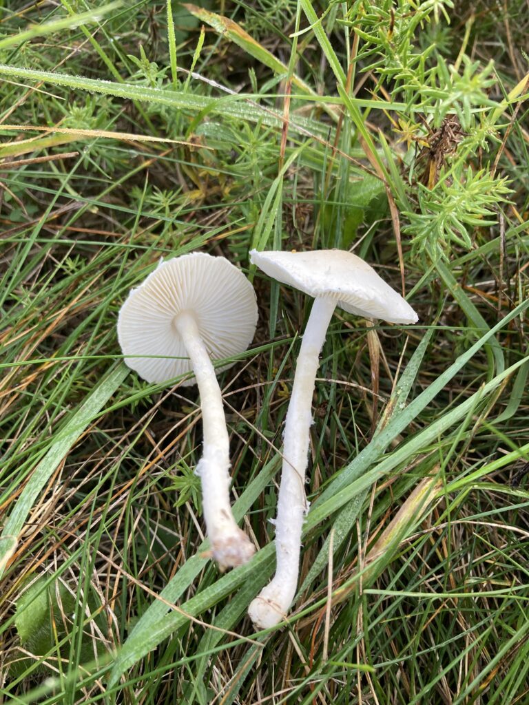 Fehér őzlábgomba - Lepiota erminea
